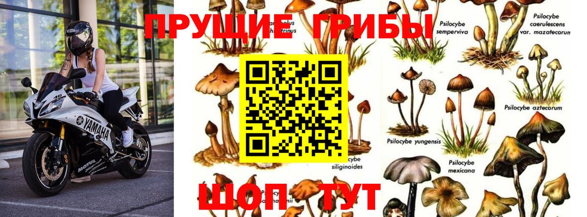 Псилоцибиновые грибы мухоморы Менделеевск